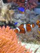 Another Nemo