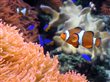 Nemo