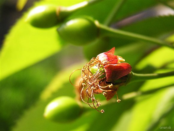 p4260023