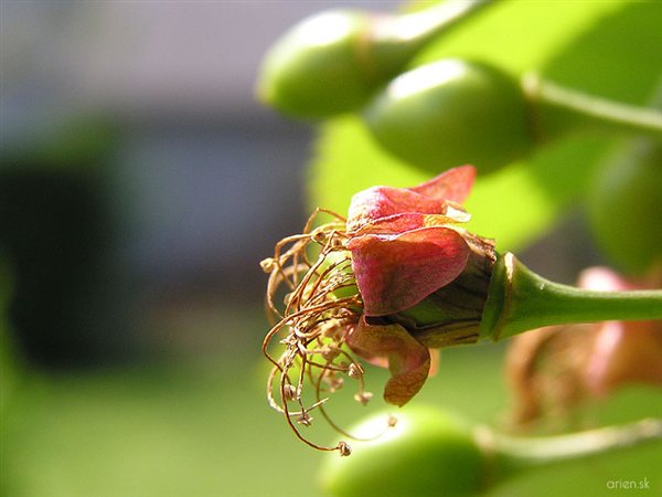 p4260024