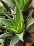 Succulents
