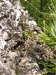 Sedum