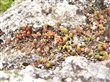 Sedum