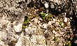 Sedum